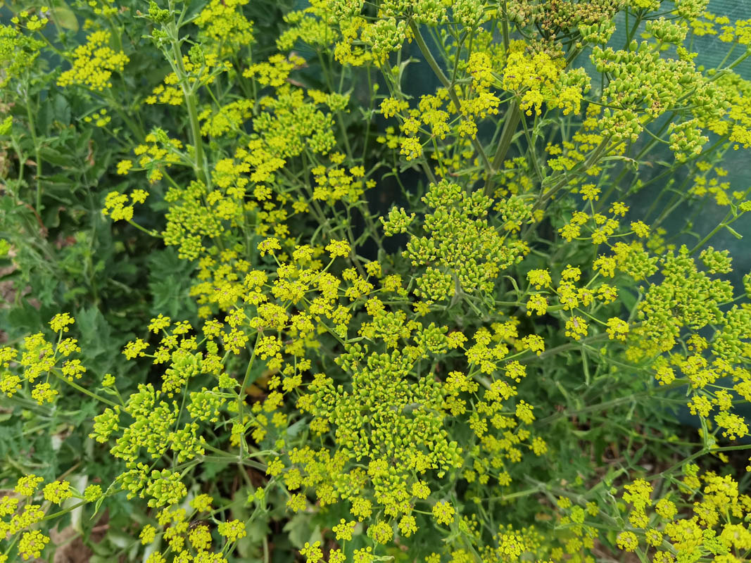 Pastinaca sativa ssp sylvestris photo